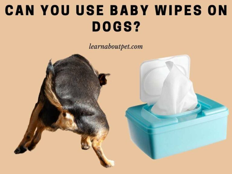 Can You Use Baby Wipes On Dogs? (11 Interesting Facts!) 2024