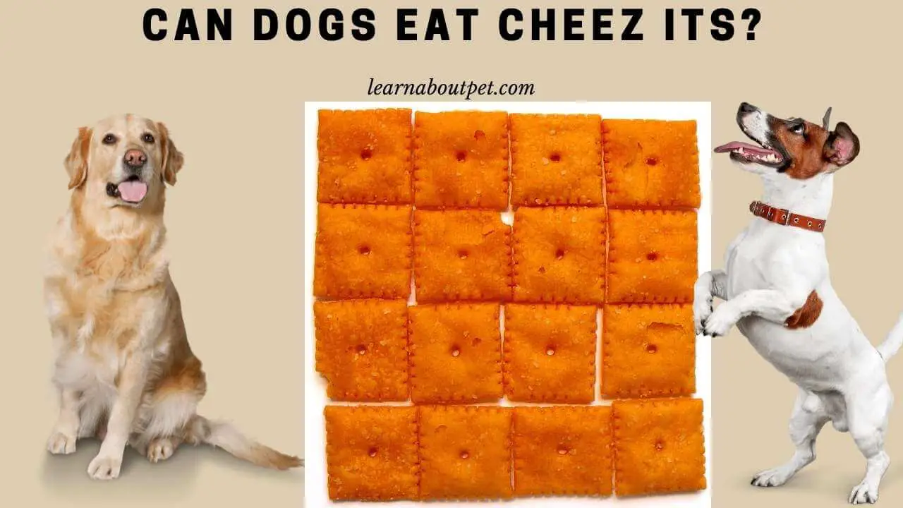 Can Dogs Eat Cheez Its 9 Interesting Facts 2021