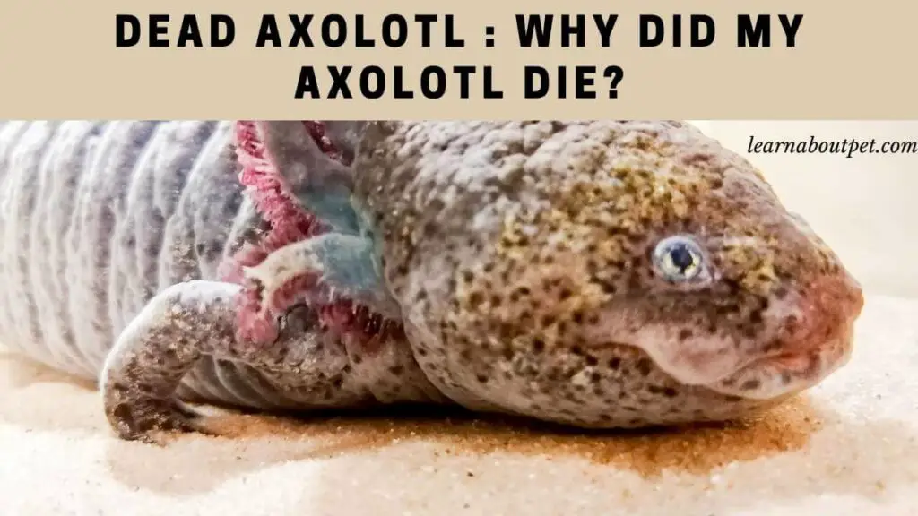 Dead Axolotl Why Did My Axolotl Die? 4 Common Reasons For Death