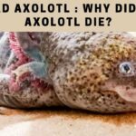 Dead Axolotl : Why Did My Axolotl Die? 4 Common Reasons For Death
