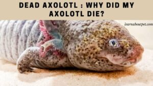 Dead axolotl