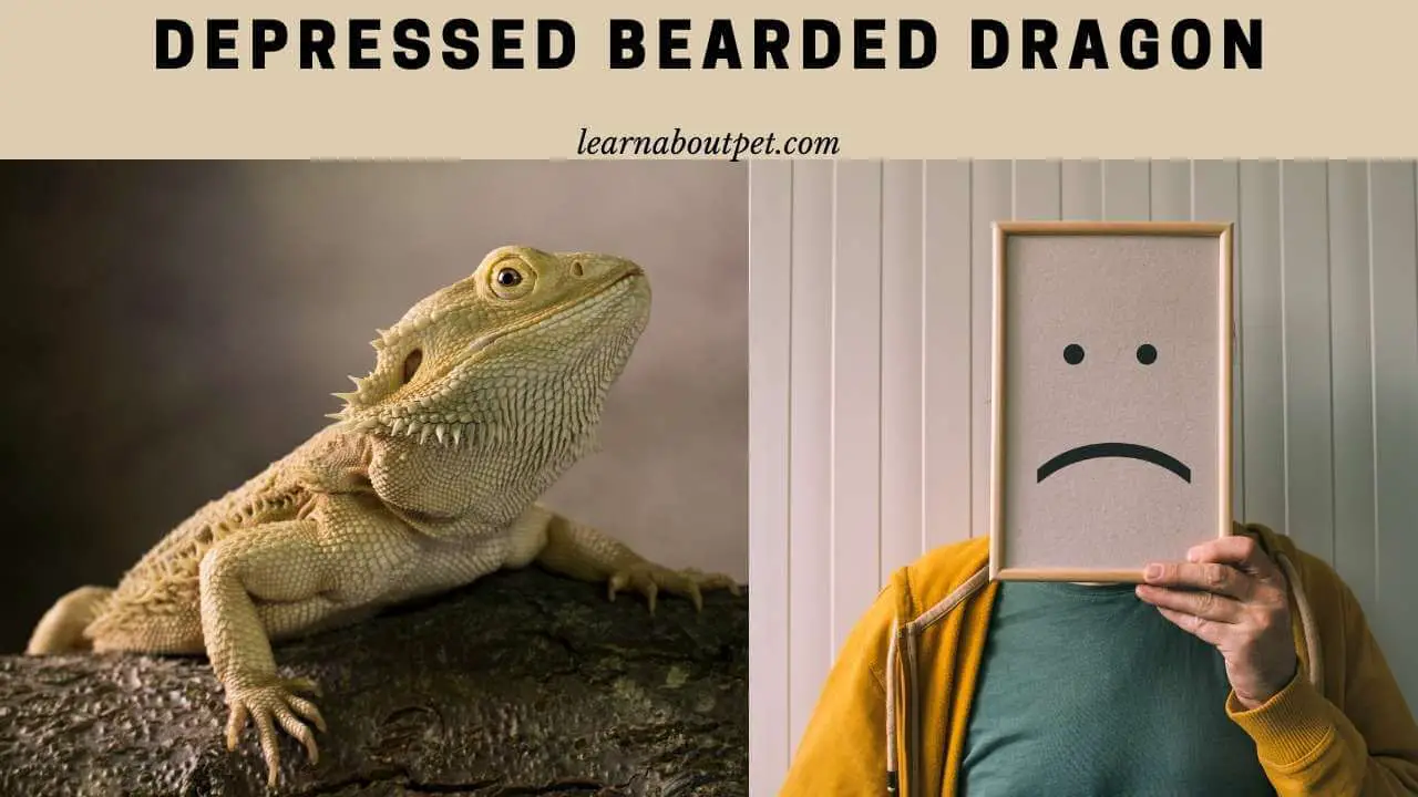 Depressed bearded dragon
