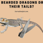 Do Bearded Dragons Drop Their Tails