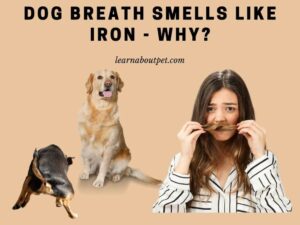 Dog breath smells like iron