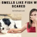 Dog Smells Like Fish When Scared : 5 Ways To Prevent Dog Stinking