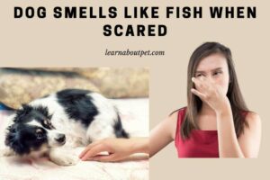 Dog smells like fish when scared