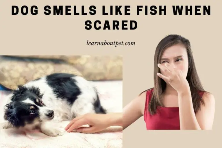 Dog Smells Like Fish When Scared 5 Ways To Prevent Dog Stinking