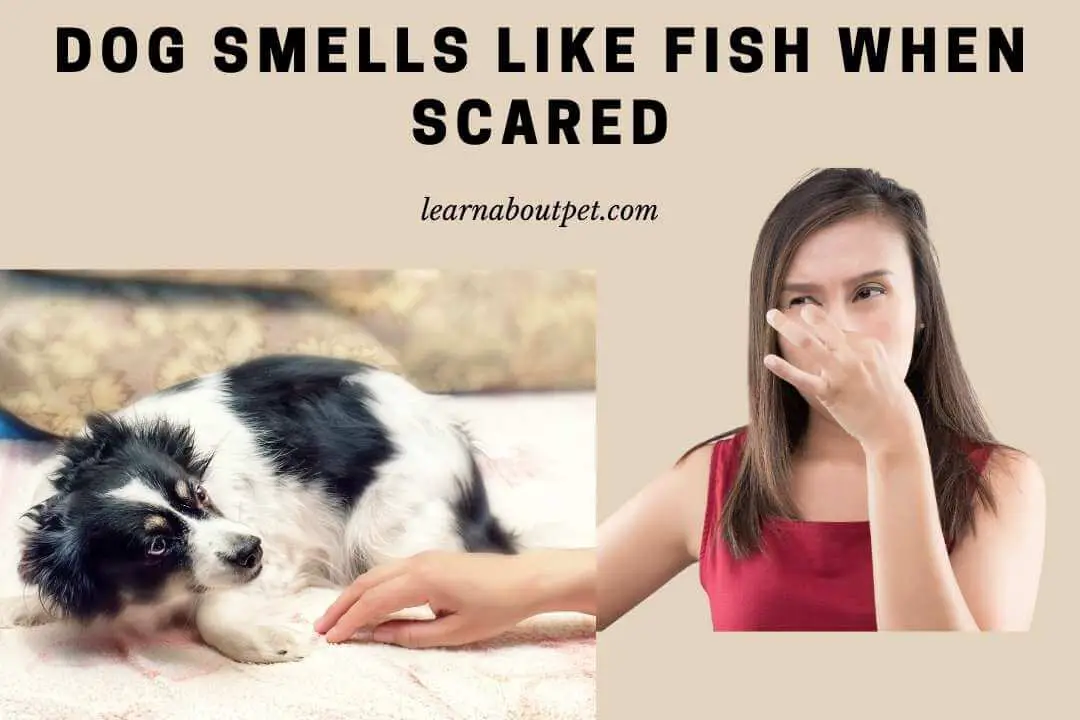 Dog smells like fish when scared