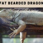 Fat Bearded Dragon : 11 Unique Ways To Shed Beardie Weight