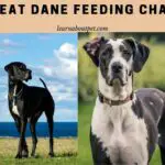 Great Dane Feeding Chart : Full 24 Months Detailed Guide