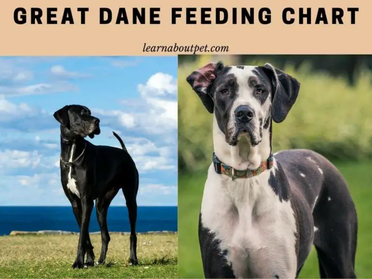 Great Dane Feeding Chart Full 24 Months Detailed Guide