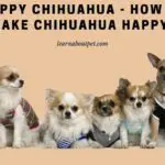Happy Chihuahua : 5 Clear Ways To Make Chihuahua Happy