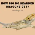 How Big Do Bearded Dragons Get? 9 Conclusive Stages Of Growth