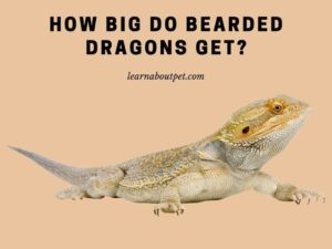 How big do bearded dragons get