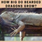 How Big Do Bearded Dragons Grow? 24 Months Growth Stages