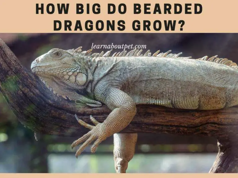 How Big Do Bearded Dragons Grow 24 Months Growth Stages