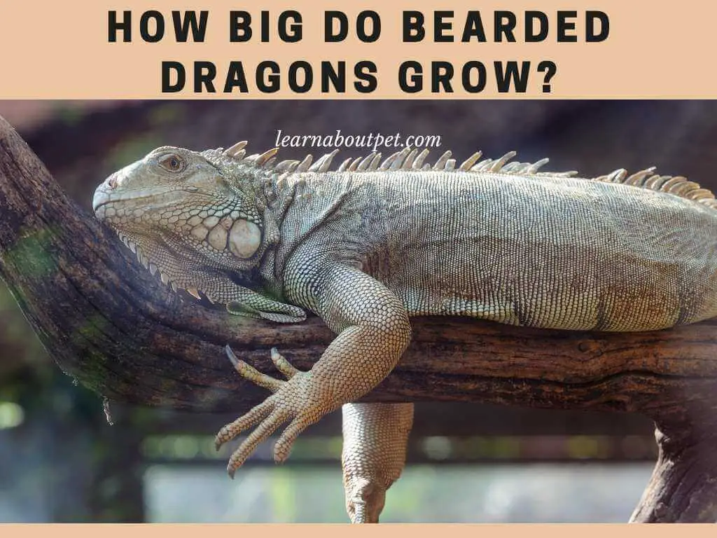 How Big Do Bearded Dragons Grow? 24 Months Growth Stages