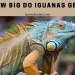 How Big Do Iguanas Get? 7 Year Wise Clear Iguana Size Chart