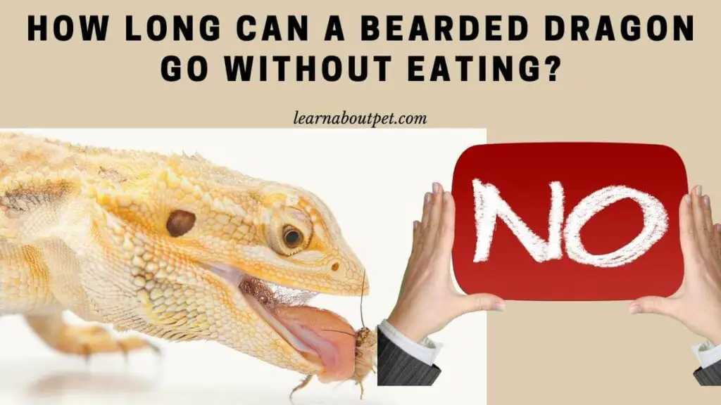 How Long Can A Bearded Dragon Go Without Eating? 15 Cool Beardie Eating