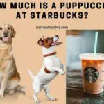 How Much Is A Puppuccino At Starbucks? 7 Interesting Tips