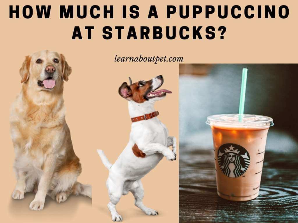 How much is a puppuccino at starbucks