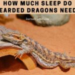 How Much Sleep Do Bearded Dragons Need? 11 Interesting Facts How Much Sleep Do Bearded Dragons Need - how many hours of sleep do bearded dragons need