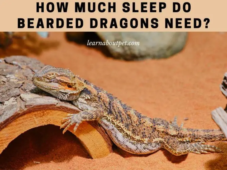 How Much Sleep Do Bearded Dragons Need? 11 Interesting Facts