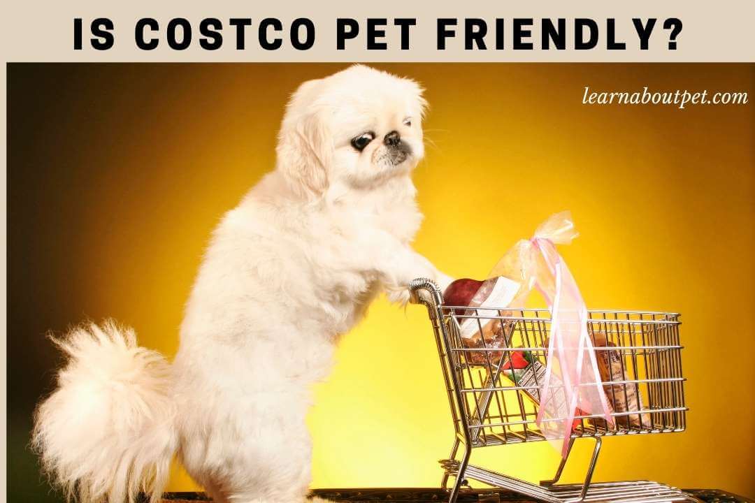 Is costco pet friendly