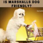 Is Marshalls Dog Friendly? 7 Cool Tips From Pet Policy