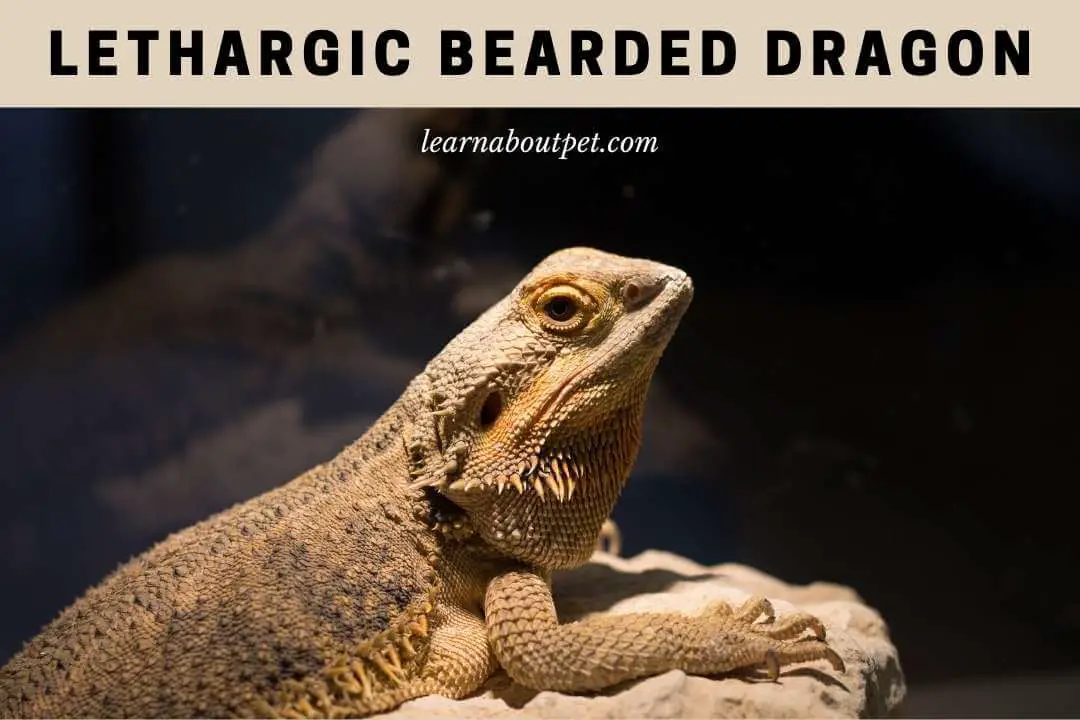 Lethargic Bearded Dragon : (5 Quick Major Reasons) 2024