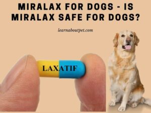 Miralax for dogs - is miralax safe for dogs