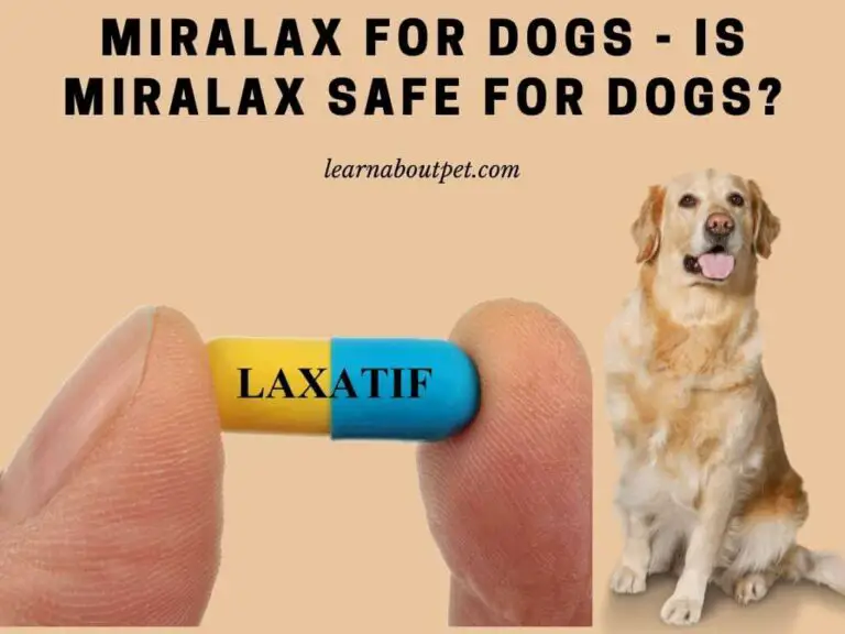 Miralax For Dogs Is Miralax Safe For Dogs? 9 Interesting Facts