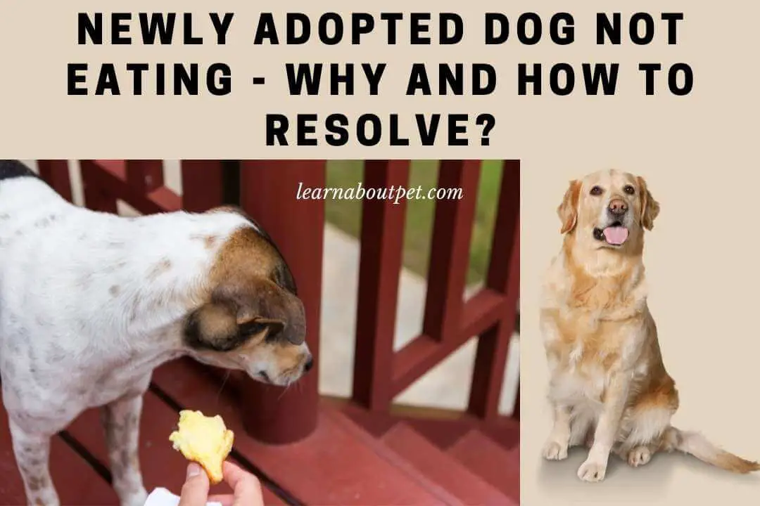 Newly Adopted Dog Not Eating 7 Interesting Reasons