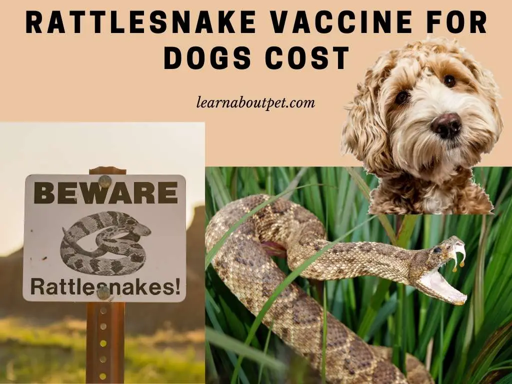 Rattlesnake Vaccine For Dogs Cost : 7 Interesting Facts 2023