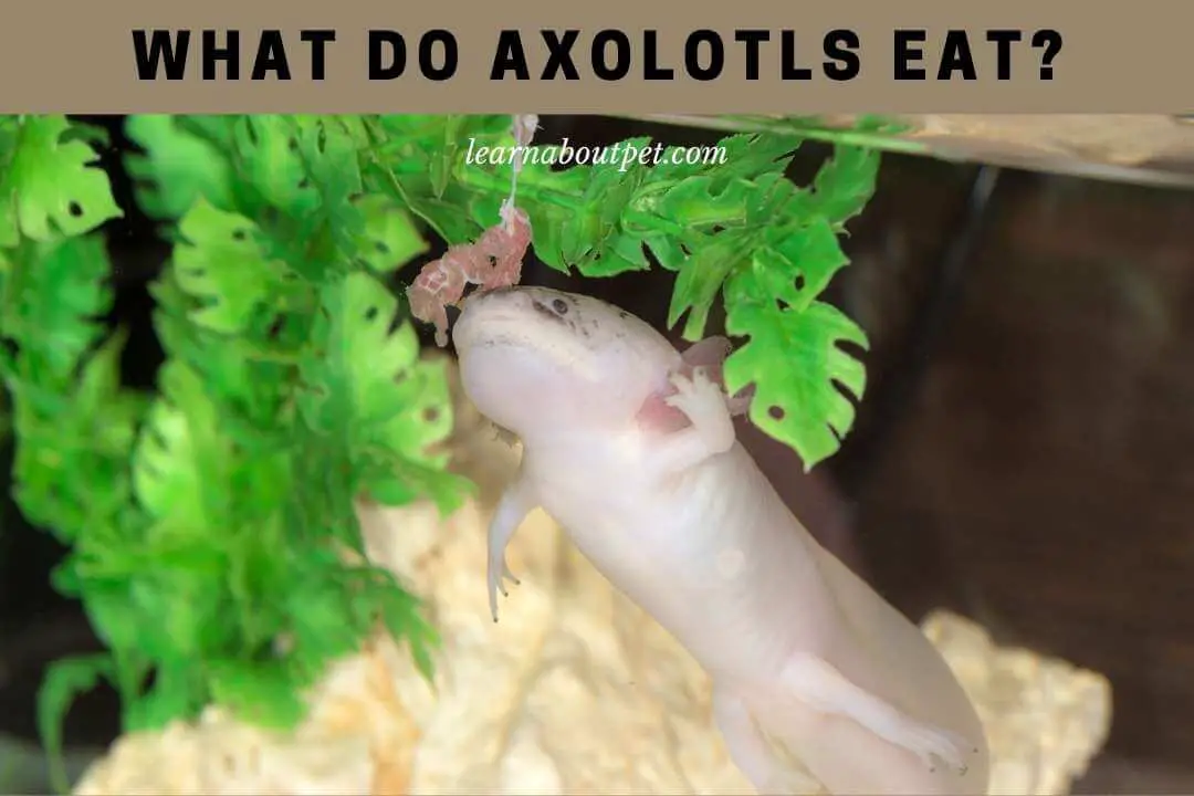 Minecraft axolotl what does eat in What do