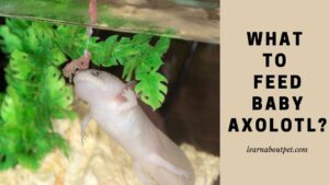 What to feed baby axolotl