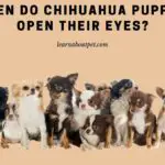 When Do Chihuahua Puppies Open Their Eyes? Clear 12 Months Stages Explained