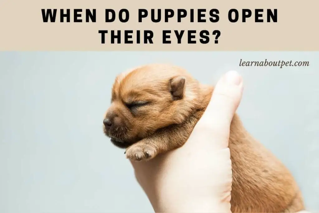 when-do-puppies-open-their-eyes-9-cool-facts-2022