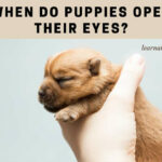 When Do Puppies Open Their Eyes