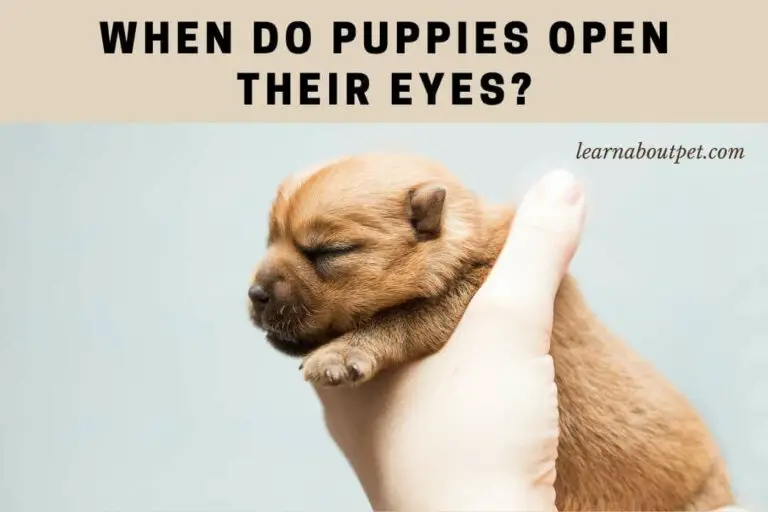 When Do Puppies Open Their Eyes? (9 Cool Facts) 2022