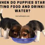 When Do Puppies Start Eating Food And Drinking Water? 7 Interesting Facts