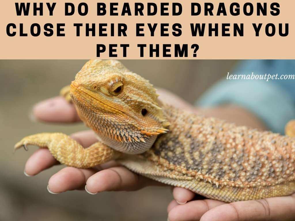 Why do bearded dragons close their eyes when you pet them