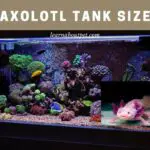 Axolotl Tank Size : 5 Smart Factors For Clear Decision