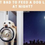 is it bad to feed a dog late at night