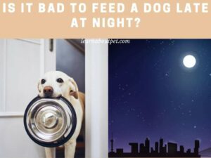 Is it bad to feed a dog late at night