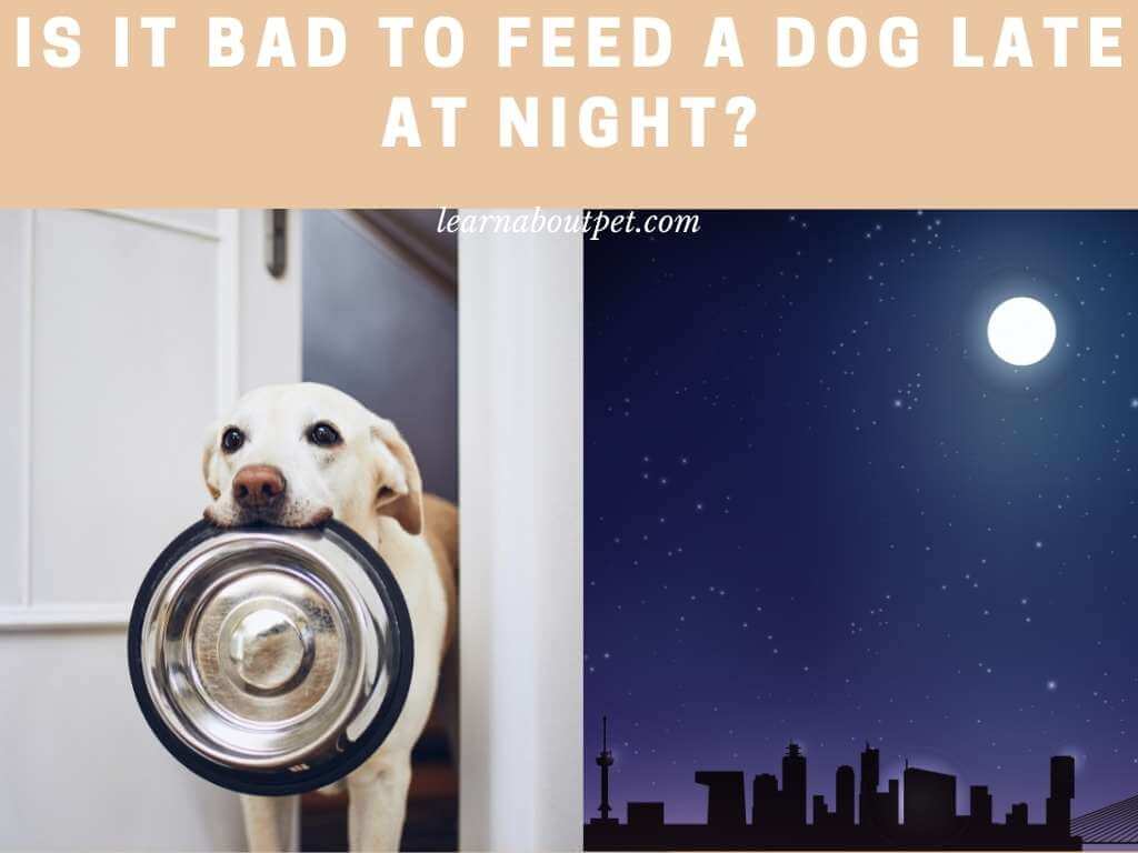Is it bad to feed a dog late at night