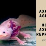 Are Axolotls Asexual? How Do Axolotls Reproduce? 7 Interesting Facts Are Axolotls Asexual - How do Axololts reproduce