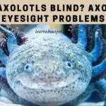 Are Axolotls Blind? 11 Menacing Axolotl Eyesight Facts