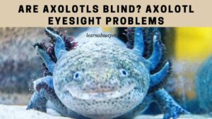 Are axolotls blind