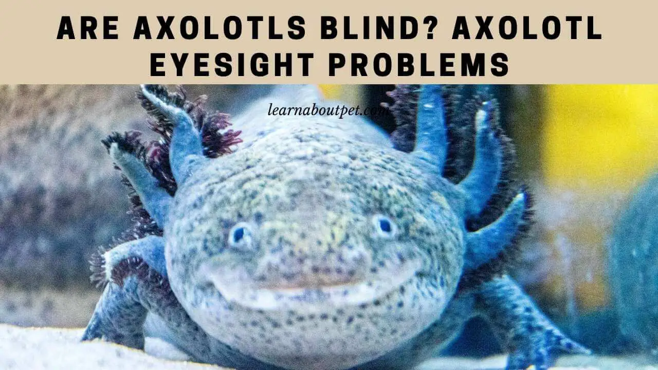 Are axolotls blind